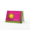 Pink Cosmos Flower Thank You Card -- Blank