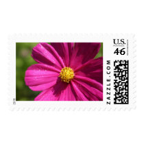 Pink Cosmos Postage