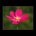 Pink Cosmos postcards