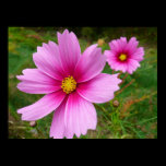 Pink Cosmos Poster Print