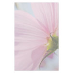 Pink Cosmos • Stationery