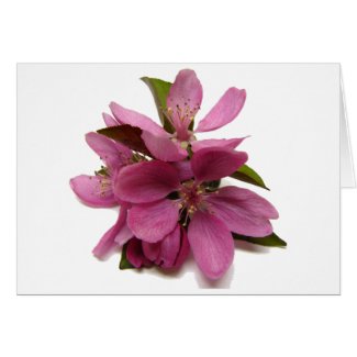 Pink Crab-apple (?) Blossoms card