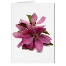 Pink Crab-apple (?) Blossoms Greeting Card
