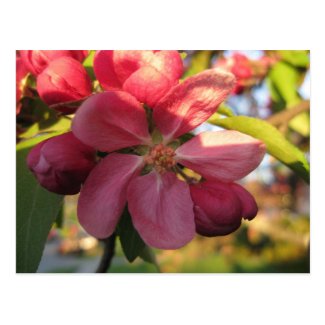 Pink Crab Apple Tree Flowers Post Card