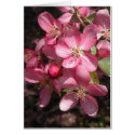 Pink Crabapple cards