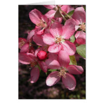 Pink Crabapple cards