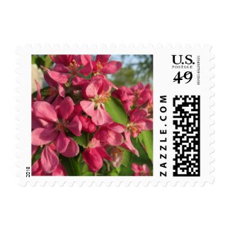 Pink Crabapple Tree Flowers Postage Stamps