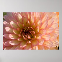 Pink & Cream Dahlia Posters