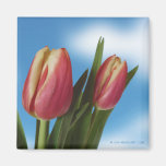 Pink & Cream Tulips / Blue Sky - Floral magnets