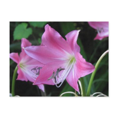 Pink Crinium postcard
