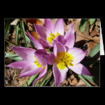 Pink Crocuses Blank Card
