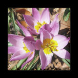 Pink Crocuses Magnet