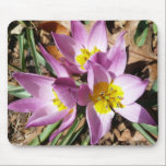 Pink Crocuses Mousepad