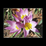 Pink Crocuses Postcard