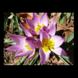Pink Crocuses Poster Print
