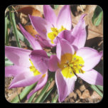 Pink Crocuses Sticker