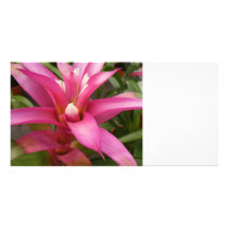 Pink Croton photo cards by Debrene Pink Croton photo cards