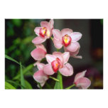 Pink Cymbidium flowers Personalized Announcements