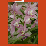 ochid, cymbidium, pink, flowers, floral,