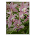 Pink Cymbidium Orchid cards