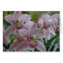 Pink Cymbidium Orchids cards by gardenparty Pink Cymbidium Orchids cards