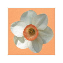 Pink Daffodil Canvas Print