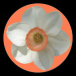 Pink Daffodil Customizable Color Sticker