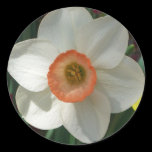 Pink Daffodil Sticker