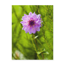 Pink Dahlia, Aquarell Effect Postcard