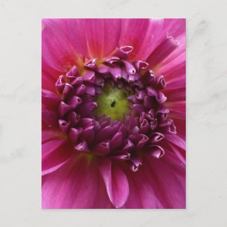 Pink Dahlia Bloom postcard