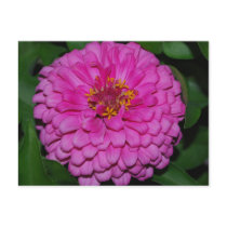 Pink Dahlia Bloom Postcard
