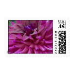 Pink Dahlia Blossom Postage