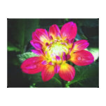 Pink Dahlia Canvas Print