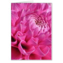Pink Dahlia Card by ggbythebay Pink Dahlia Card