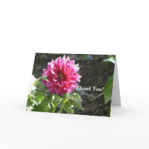 Pink Dahlia cards by codfishlady Pink Dahlia cards