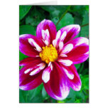 Pink dahlia - Card