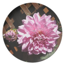 Pink Dahlia Flower Dinner Plate