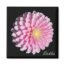 Pink Dahlia Flower on Black magnets
