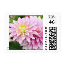 Pink Dahlia Flowers postage