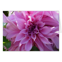 Pink Dahlia Greeting Card