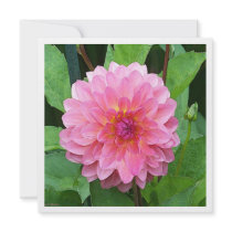 Pink Dahlia Announcements