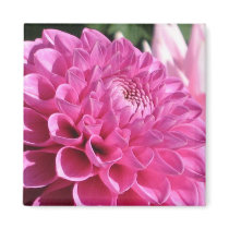 Pink Dahlia magnets