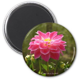 Pink Dahlia-Magnet magnet