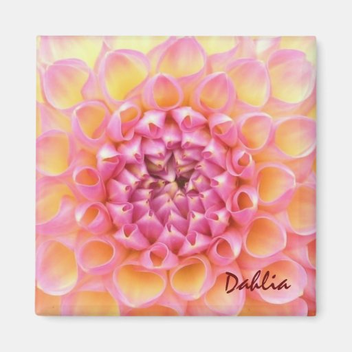 Pink Dahlia Magnet
