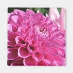 Pink Dahlia Magnet