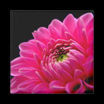 Pink Dahlia Magnet magnets