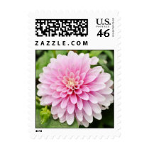 Pink Dahlia postage