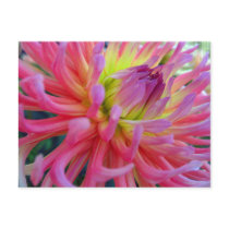 Pink Dahlia Postcard