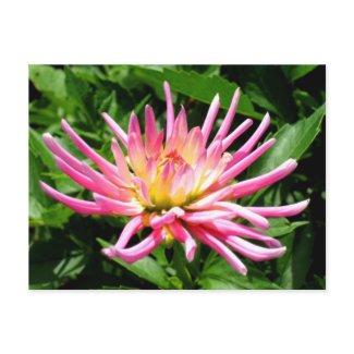 Pink Dahlia