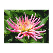 Pink dahlia postcards
